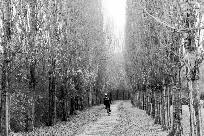 a man that is walking down a tree lined path