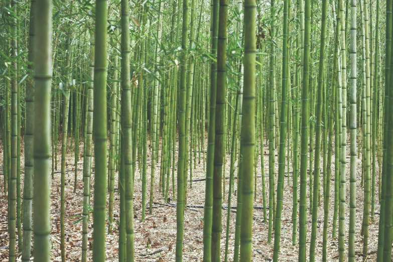 a bamboo grove with thin, green stalks