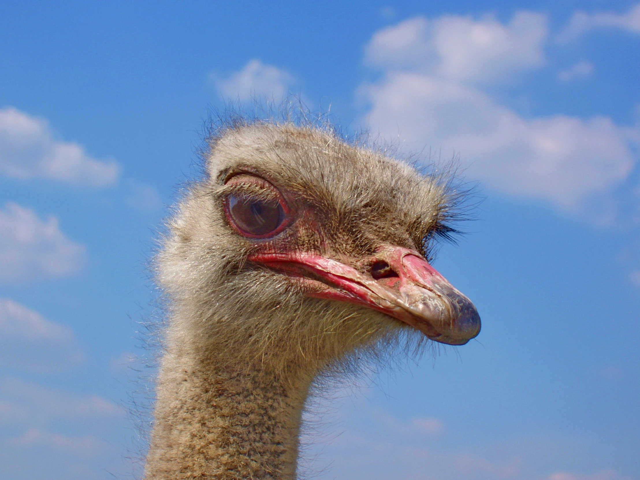 a close - up of the head of an ostrich