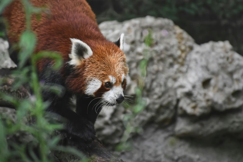 a red panda stands in a large field of grass