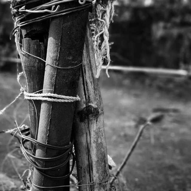 some kind of fence pole covered in many vines