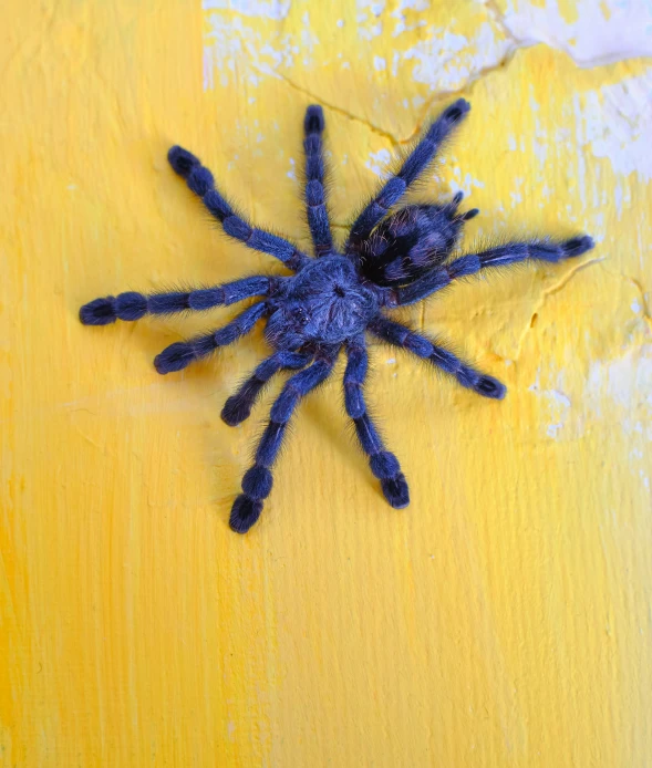 an overhead view of a tara spider on yellow painted wood