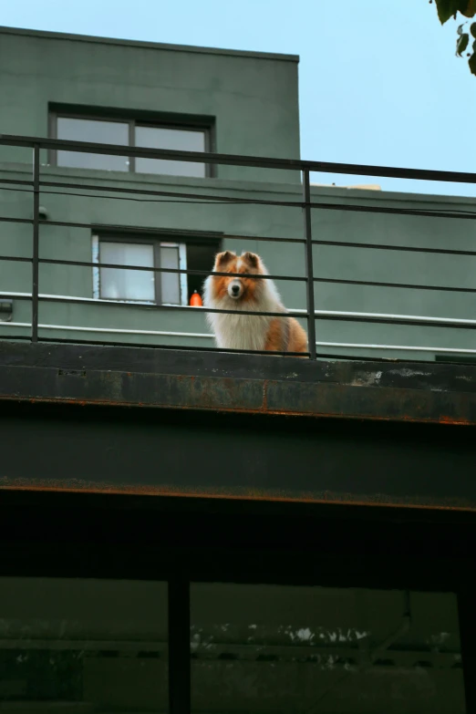 a dog looks out from a balcony railing in front of a building