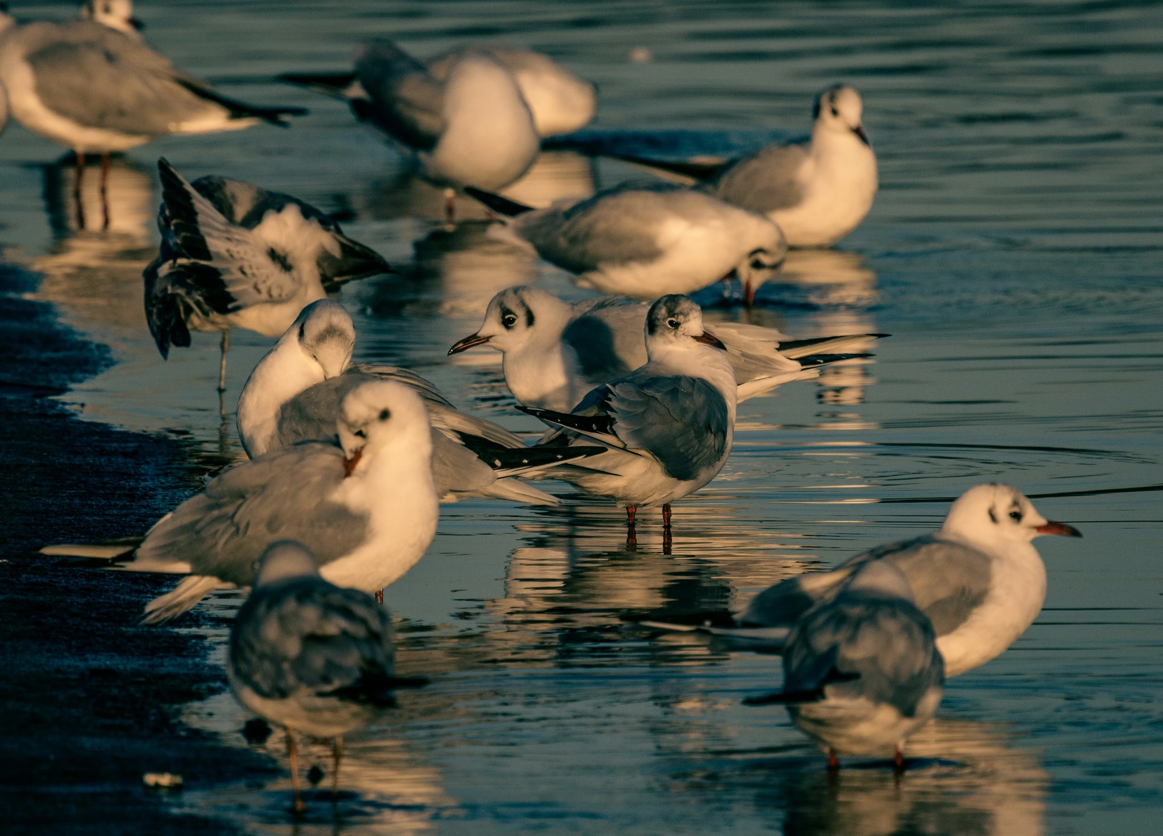 many birds are on the water with one eating a piece of food