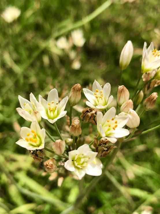 small, white flowers are in bloom on a green background