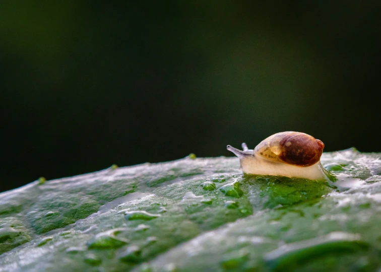 a very tiny snail that is crawling on a leaf