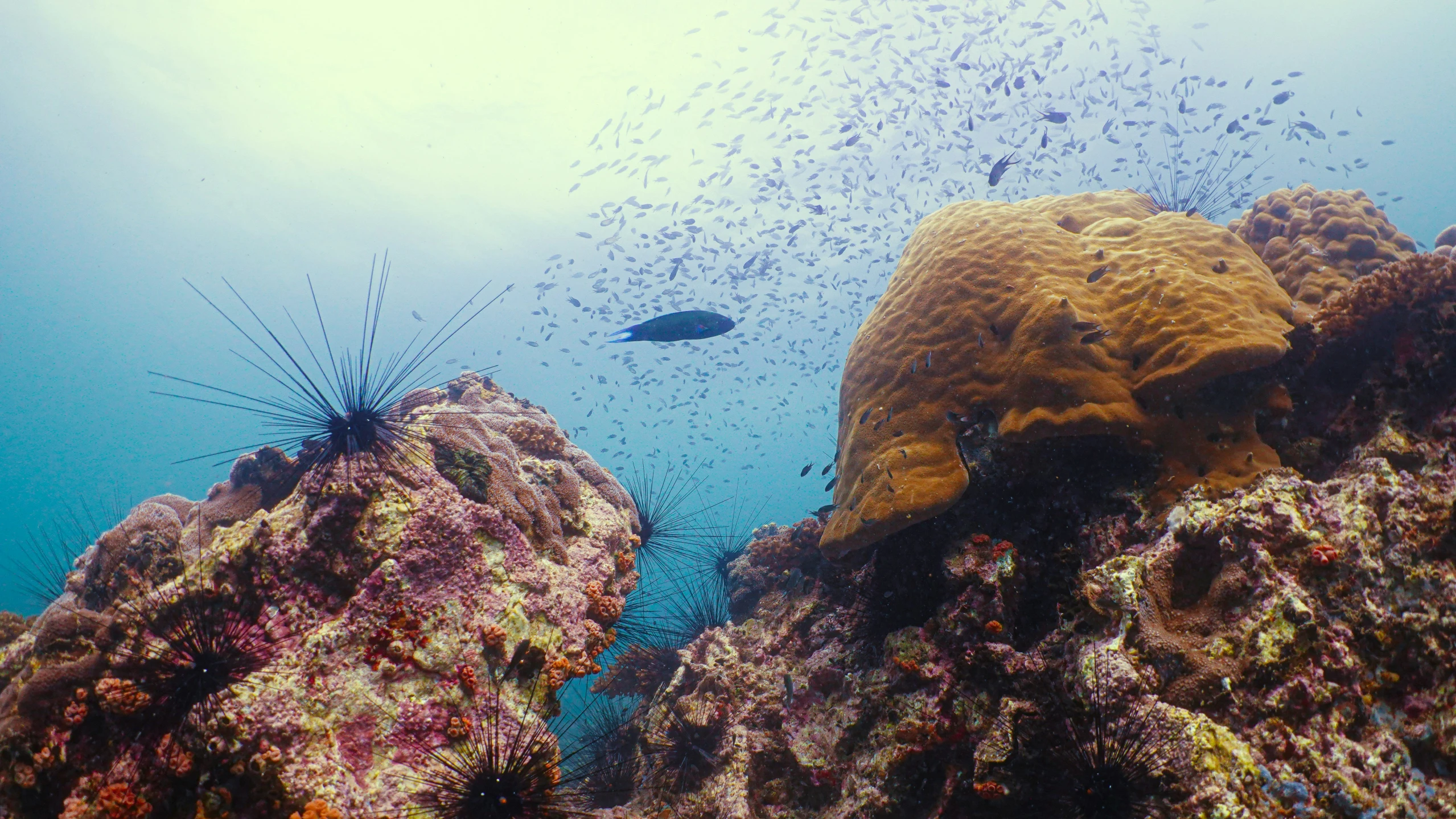 an underwater scene with small fish and seaweed