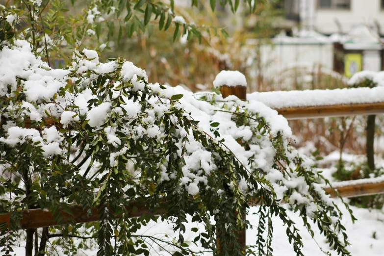 some leaves are growing by the fence with snow on them