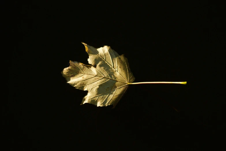 a leaf with the light shining on it is shown against a dark background