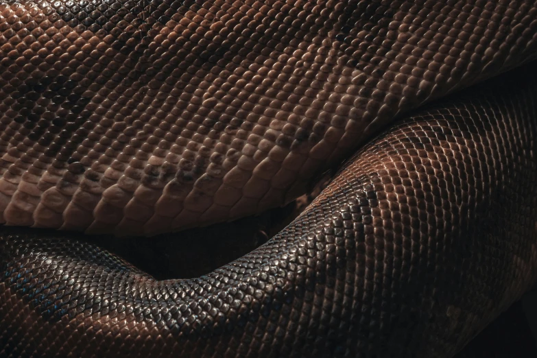 an image of a snake's skin in closeup