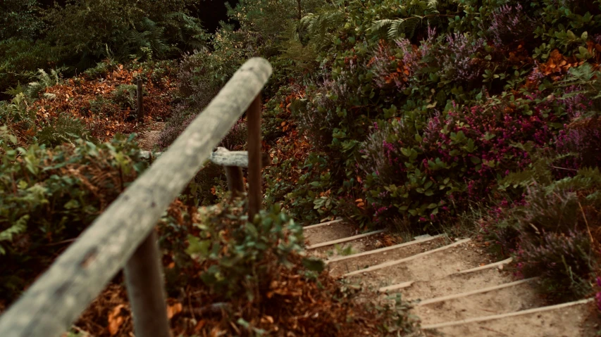 the steps lead up to the trees and bushes