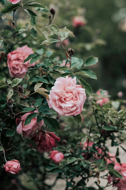 some pink roses that are on a bush