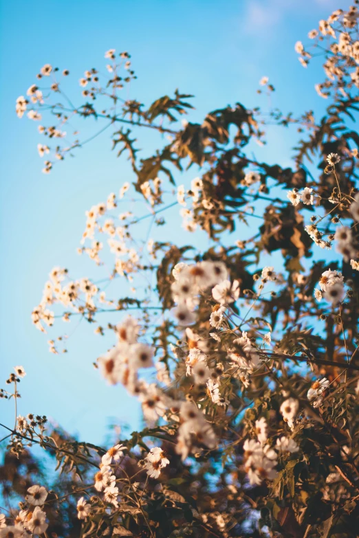 nches of tree with white flowers and sky in the background