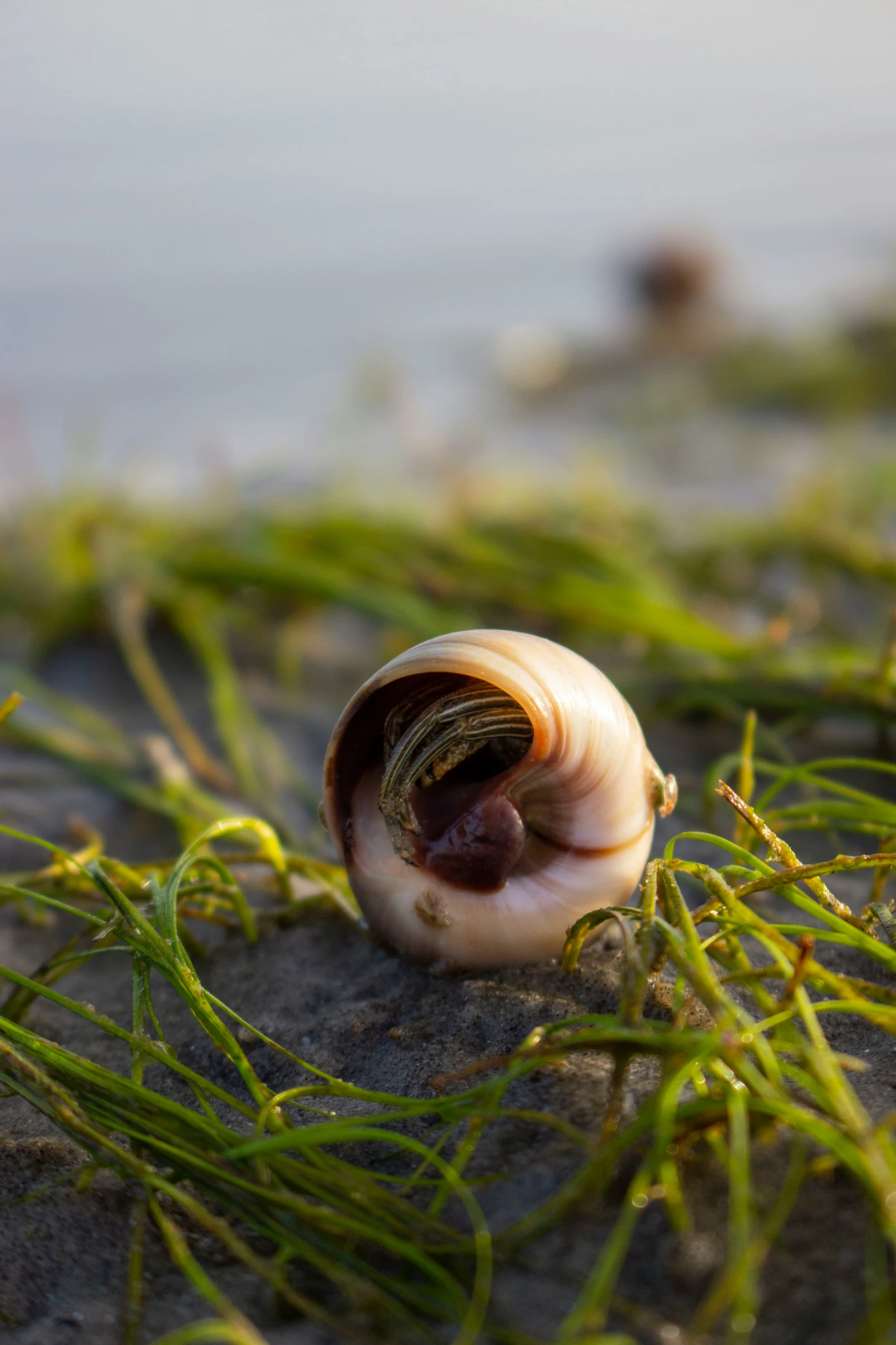 a snail shell on the ground near the water