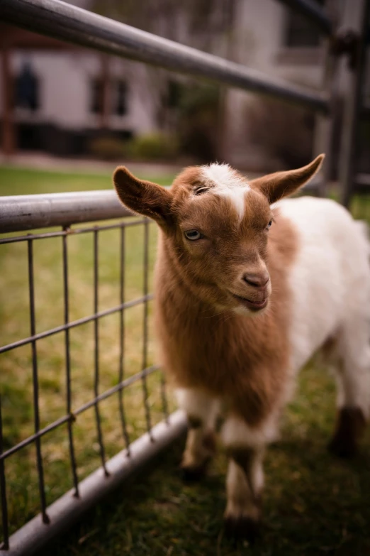 a brown and white baby goat near a fence
