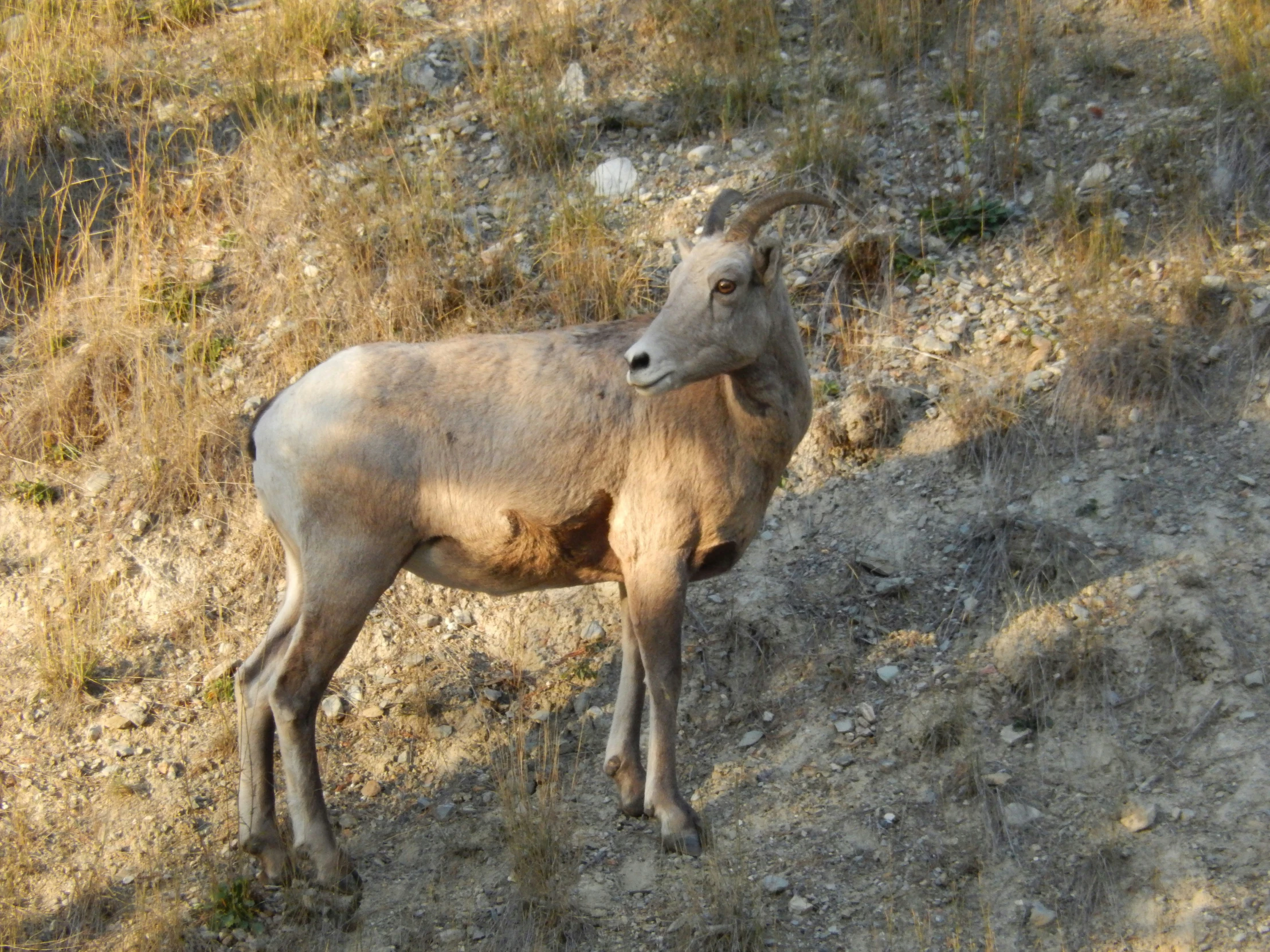 an animal in the wild with dry grass and weeds