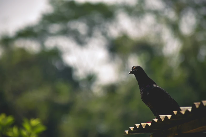 a bird perched on a ledge looking away from the camera