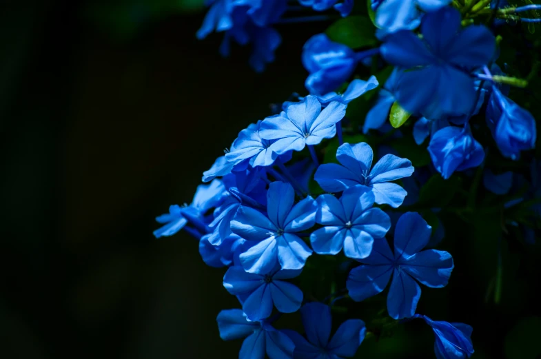 blue flowers with petals in full bloom displayed against black background