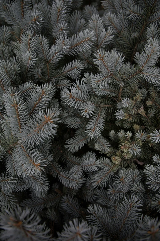 an up close po of green nches of a fir tree