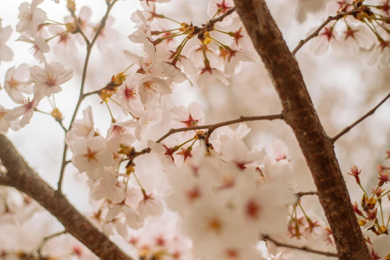 blooming cherry blossom in the spring on the nch