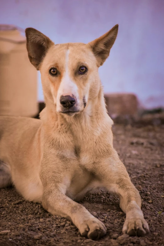 this dog looks very adorable while laying in the dirt