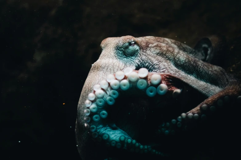 an octo with its mouth open on a black background