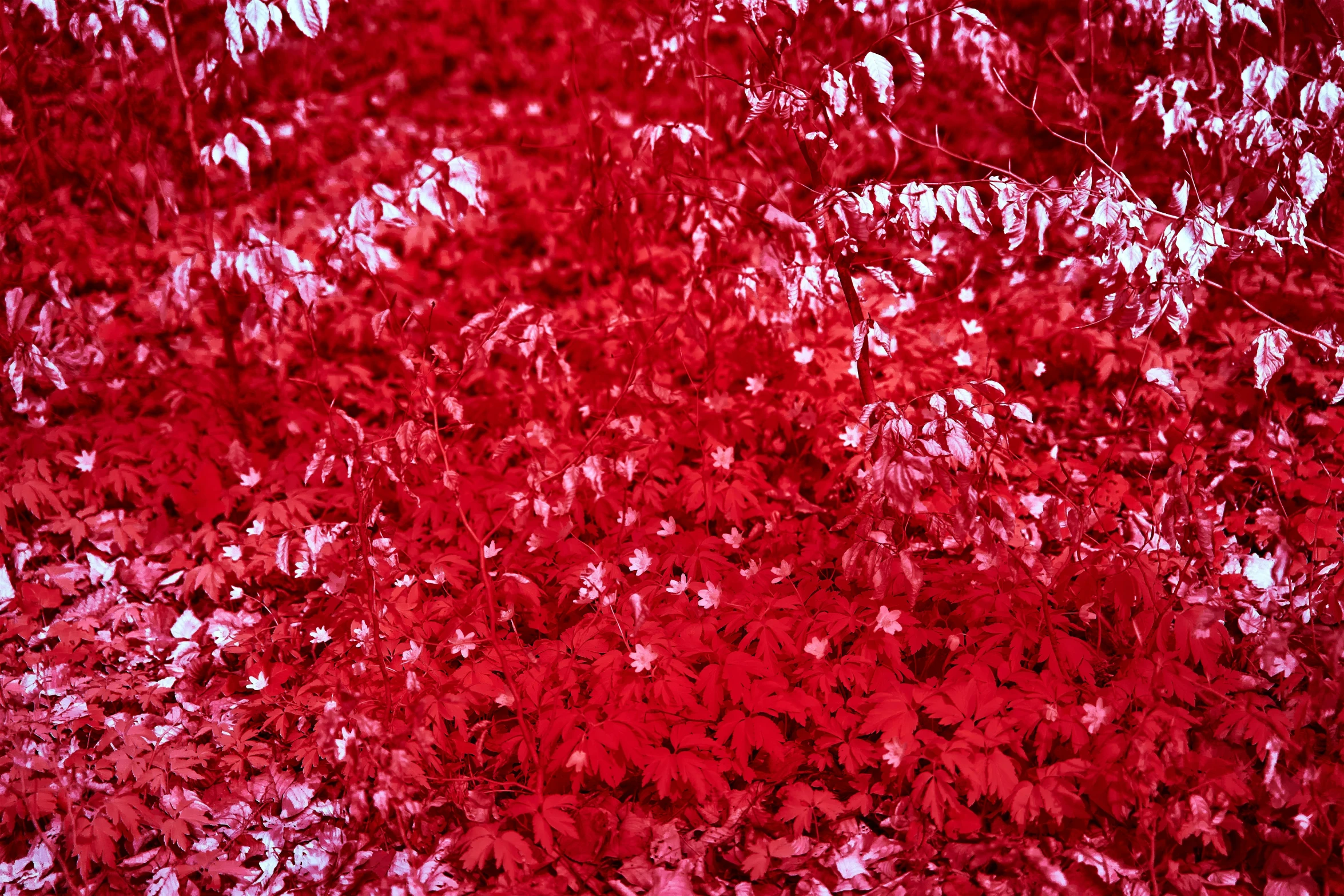 red leaves on a tree background in autumn