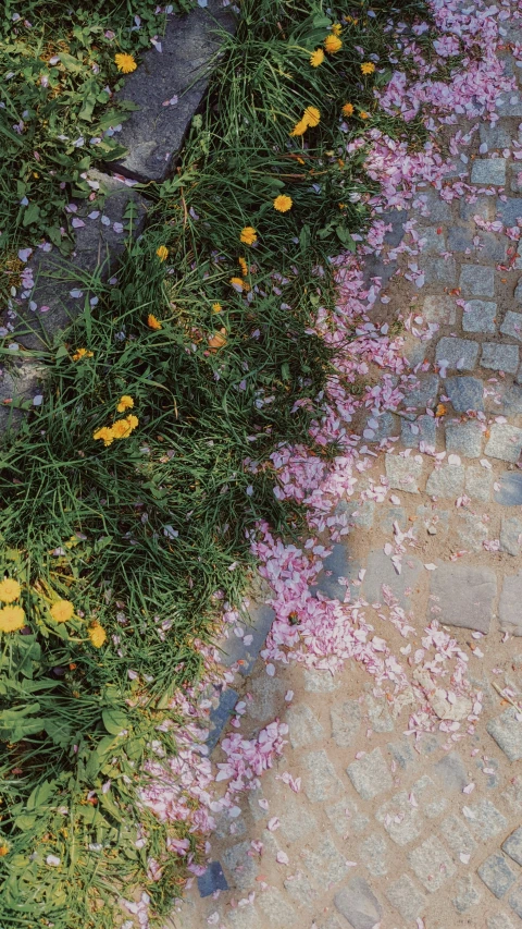 a path covered in grass and wildflowers, next to a brick walkway