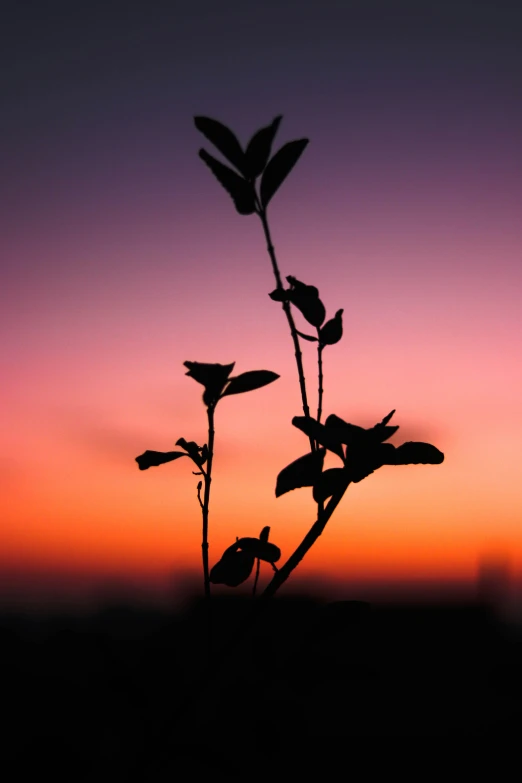 a plant in the sunset is pictured in the silhouette