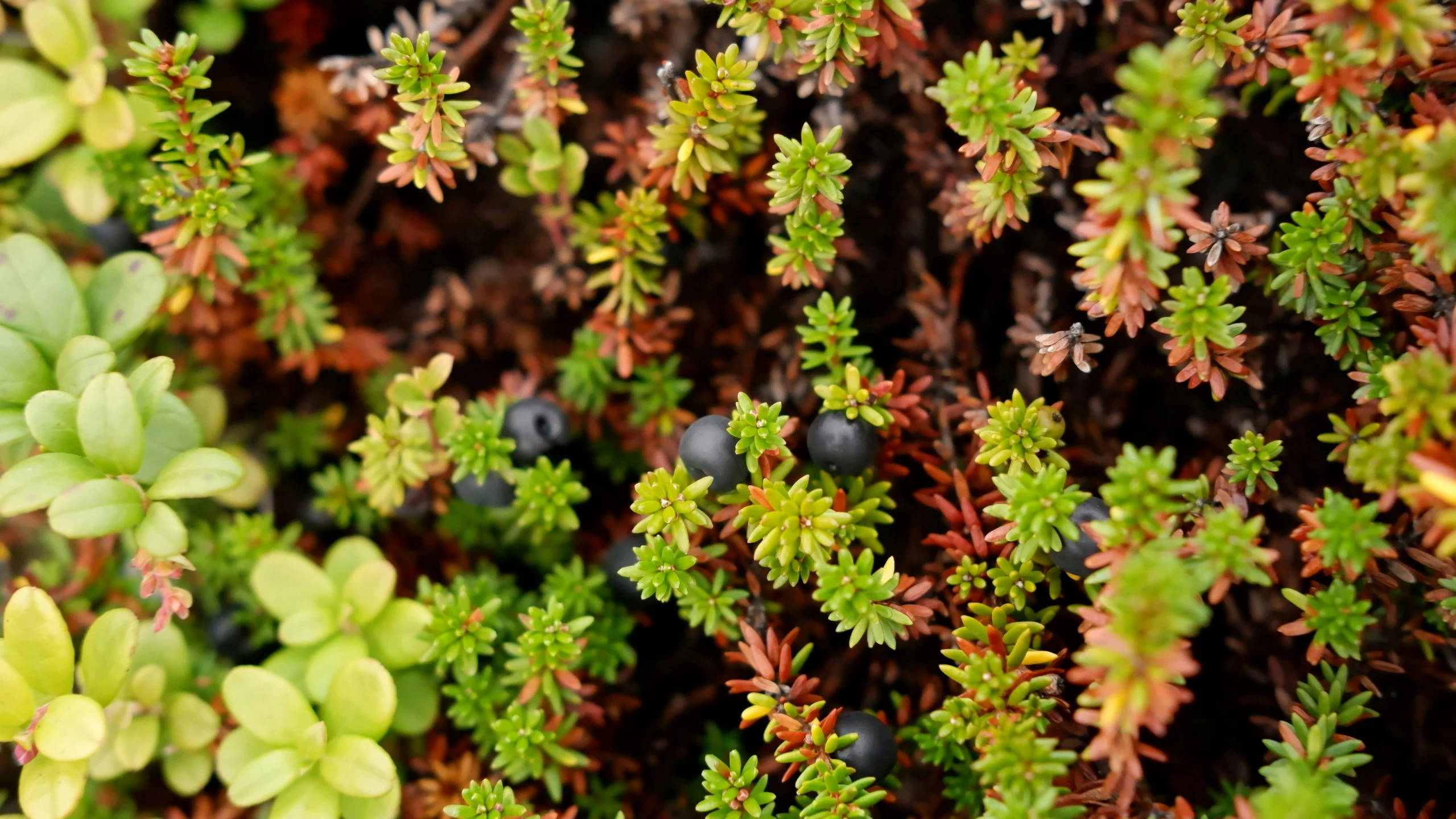 the plant life in the plant is full of green and orange color