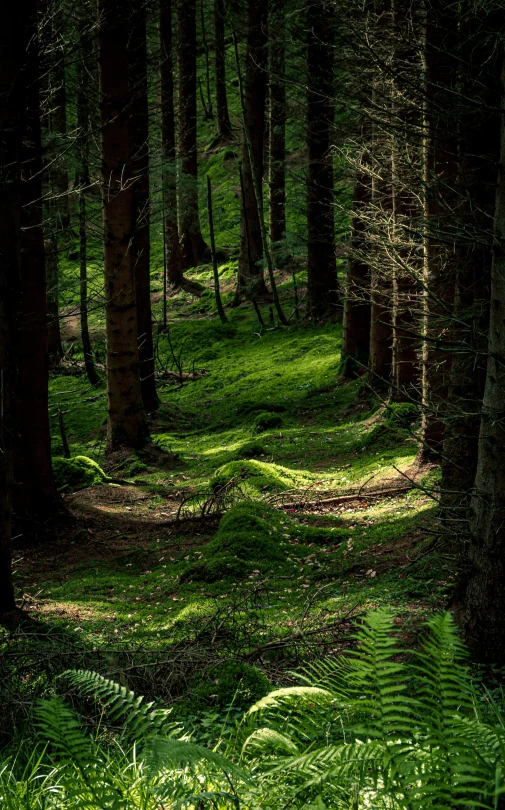 the sun shines on a green, shaded forest floor