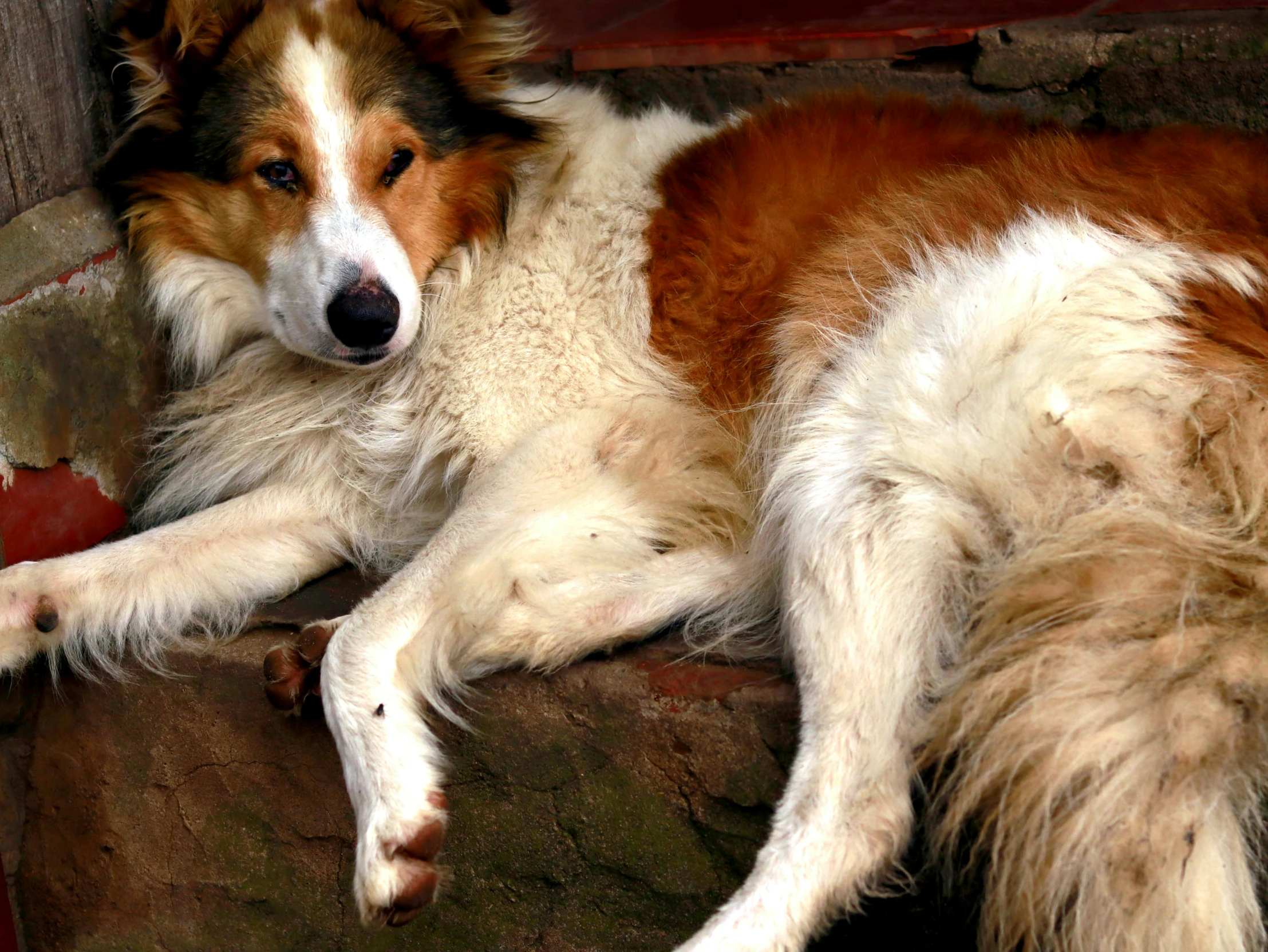 a brown and white dog laying down on top of a couch