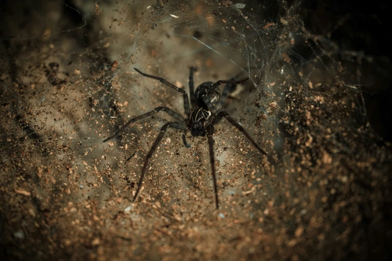 a close up po of the underside of a spider