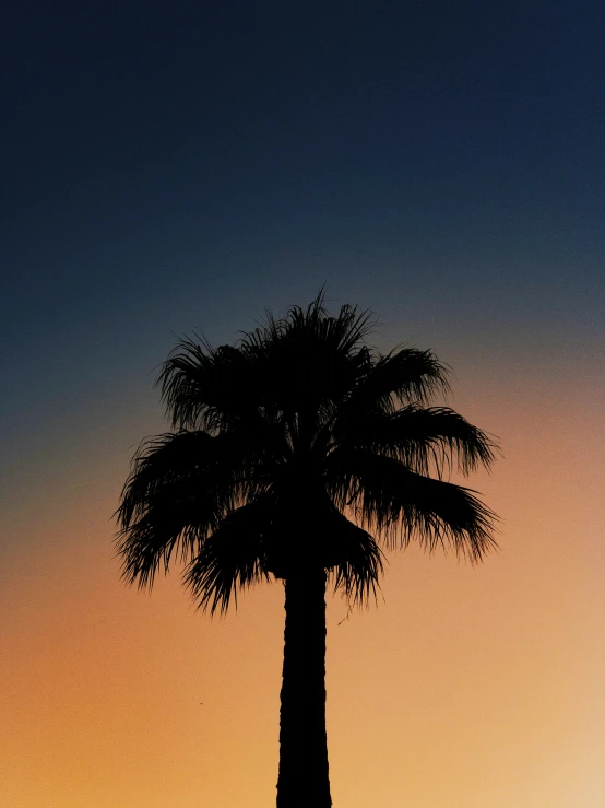 a lone palm tree at sunset with the moon in the background