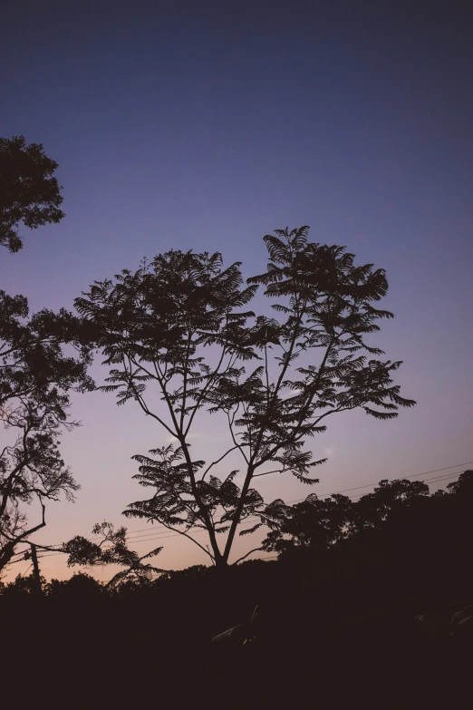 silhouette of pine trees against a twilight sky