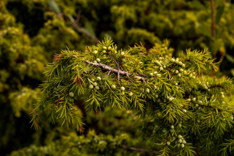 close up of green nches of an evergreen tree