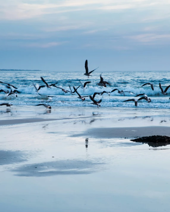 a flock of seagulls are flying over the water