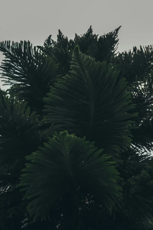 a clock on a pole between some trees