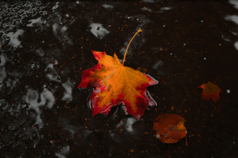 a leaf is floating in a pond on wet land