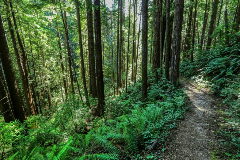 a dirt path in the woods lined by trees