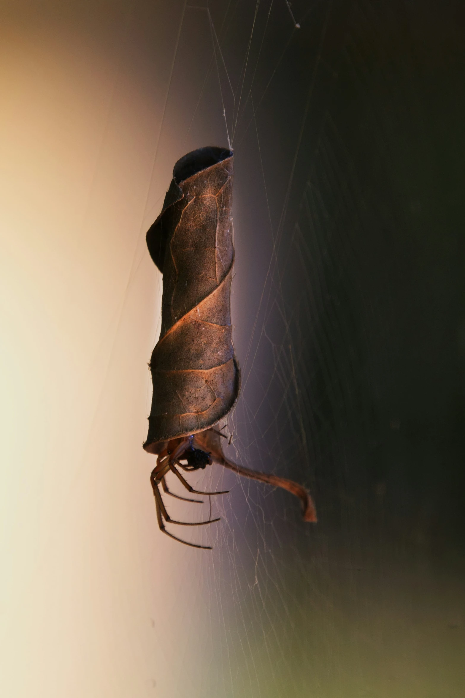 a spider is caught and sitting on the edge of the glass