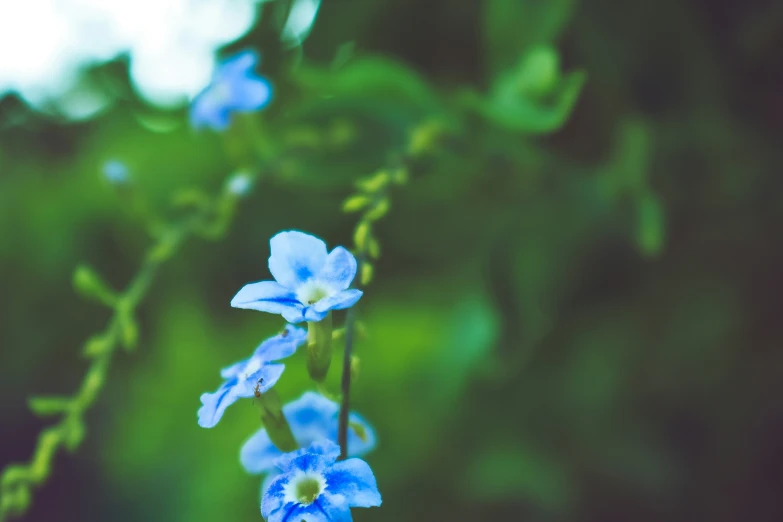 a bunch of blue flowers are sitting on the vine