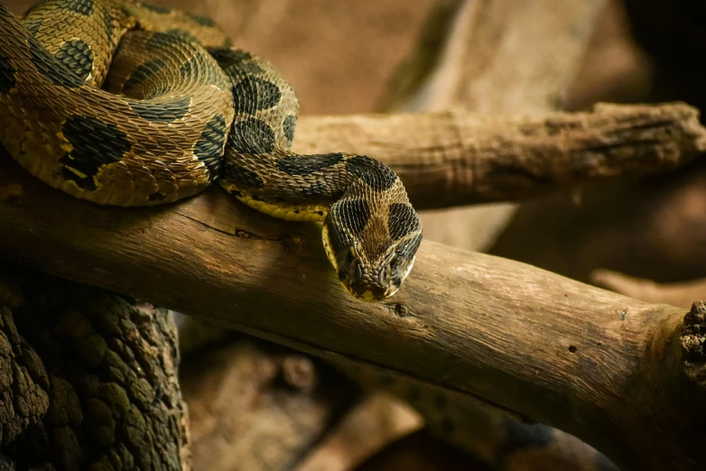 a snake sits on a stick in its enclosure