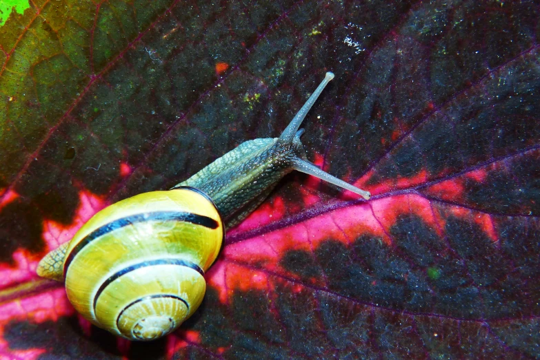 a small, black and yellow slug crawling on a red and leaf