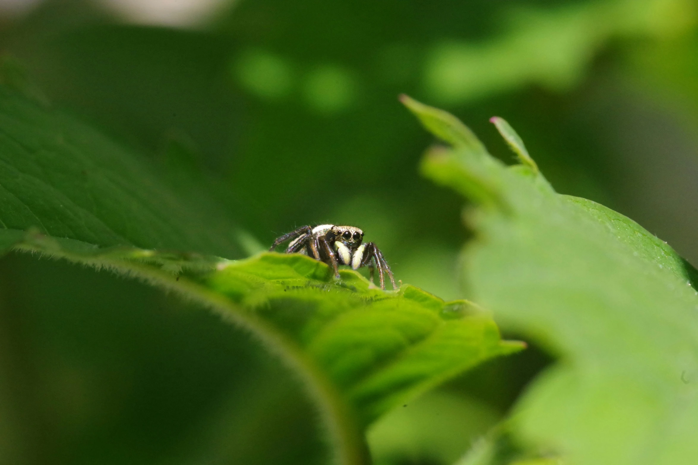 a close up of a fly sitting on top of a leaf