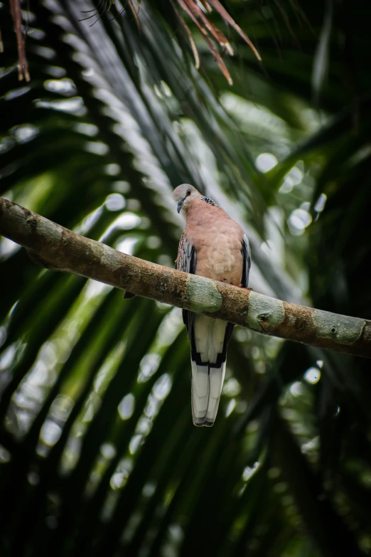 the bird is sitting on the tree limb