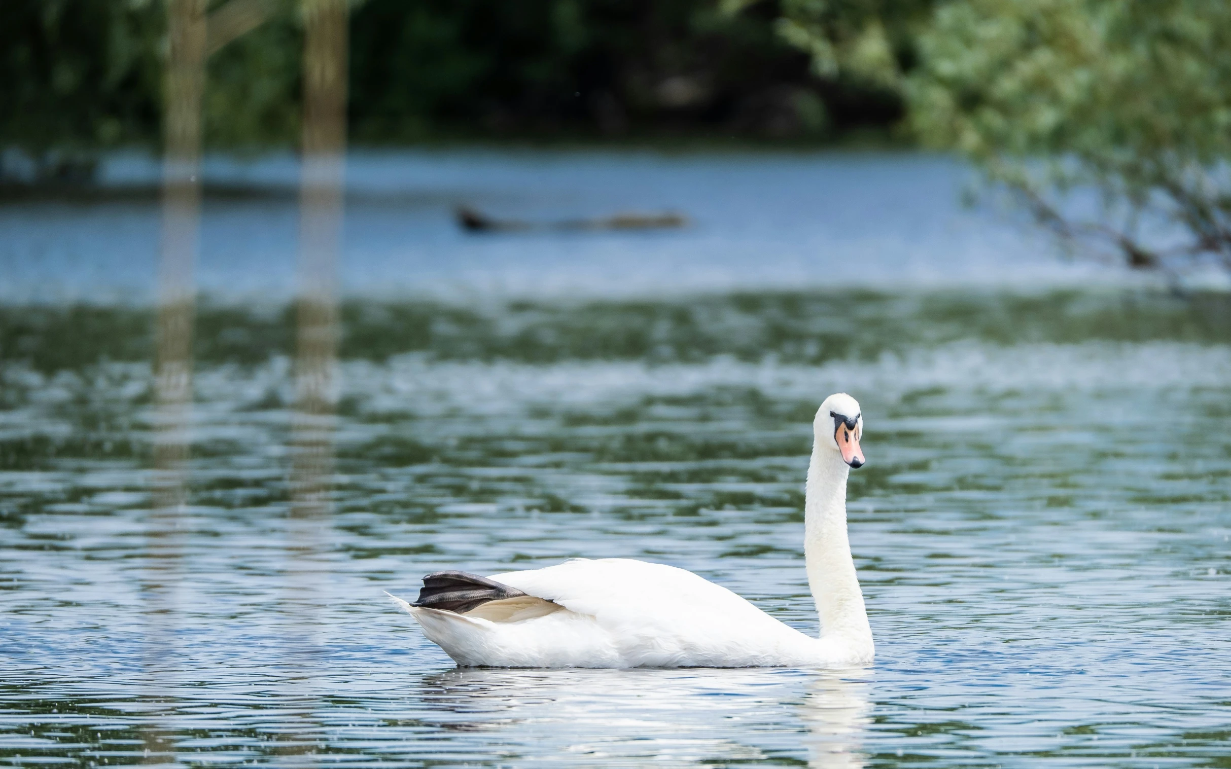 a swan swimming in a body of water