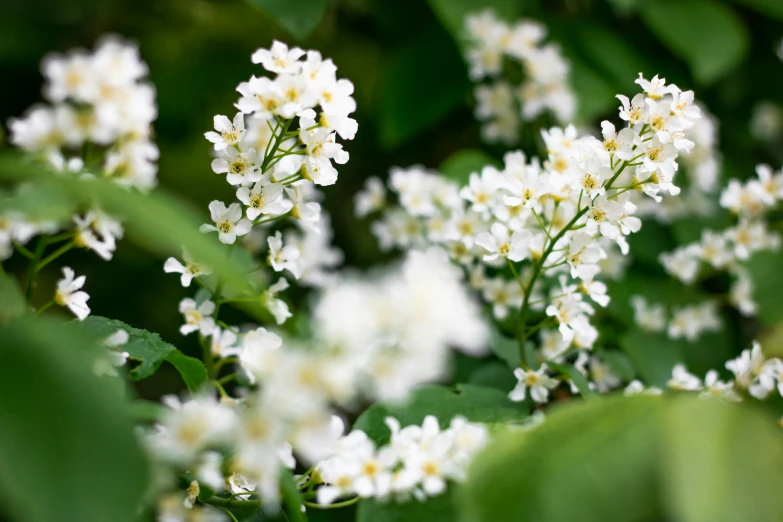 white flowers that are on top of some green leaves