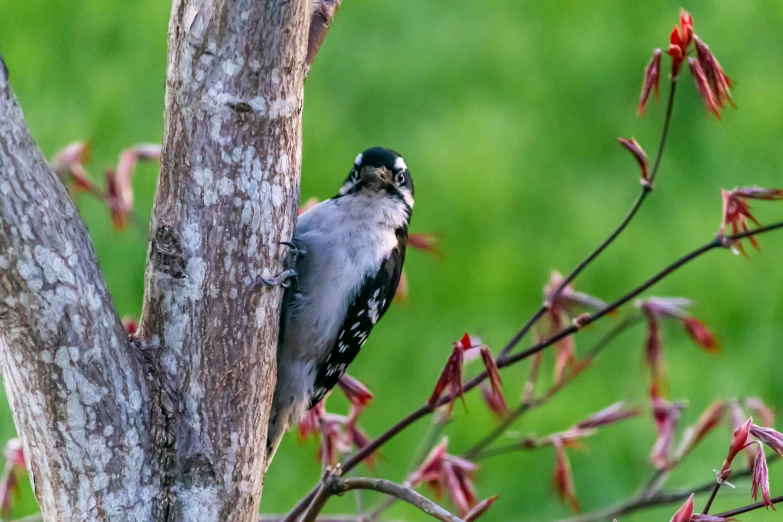 small bird sitting in a tree with leaves on it