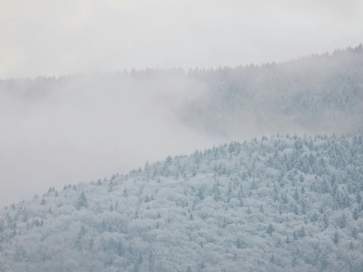 a foggy mountain top with trees covered in snow